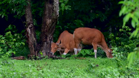 Banteng-Oder-Tembadau-Ist-Ein-Wildrind,-Das-In-Südostasien-Vorkommt-Und-In-Einigen-Ländern-Ausgestorben-Ist