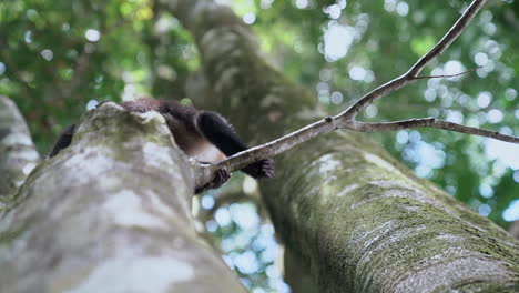 Mono-Capuchino-De-Cara-Blanca-Trepando-En-Un-árbol-Se-Detiene-Para-Mirar-Hacia-Abajo-A-La-Cámara