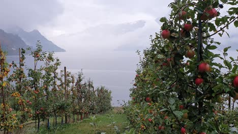 Hardanger-Apfelgarten,-Am-Hardanger-Fjord,-Lofthus,-Ullensvang,-Norwegen