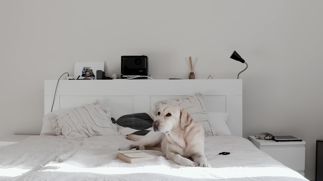 Dog relaxing on a bed in a warm, cozy apartment. Comfortable home. Minimal interior design. Pet-friendly lifestyle. Peaceful home scene with a cute labrador resting indoors. Aesthetic bedroom.