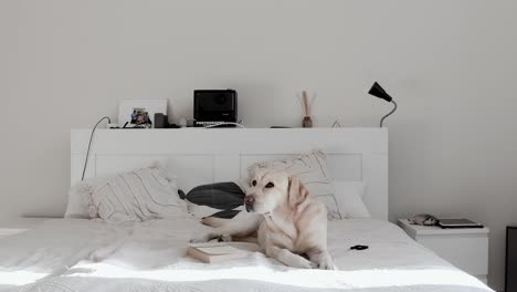 dog relaxing on a bed in a warm, cozy apartment. comfortable home. minimal interior design. pet-friendly lifestyle. peaceful home scene with a cute labrador resting indoors. aesthetic bedroom.