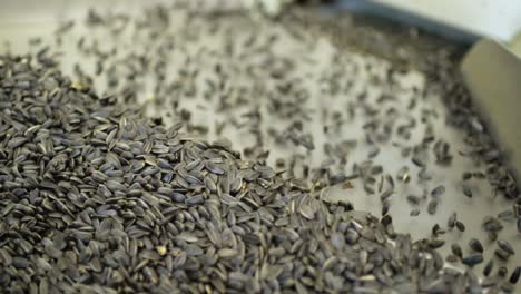 sunflower seeds on a factory conveyor