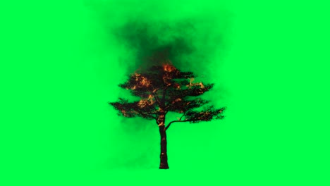 burning tree on green screen