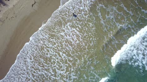 Rising-drone-footage-of-black-dog-running-around-in-the-waves-on-a-beach-at-Inverloch,-Victoria,-Australia