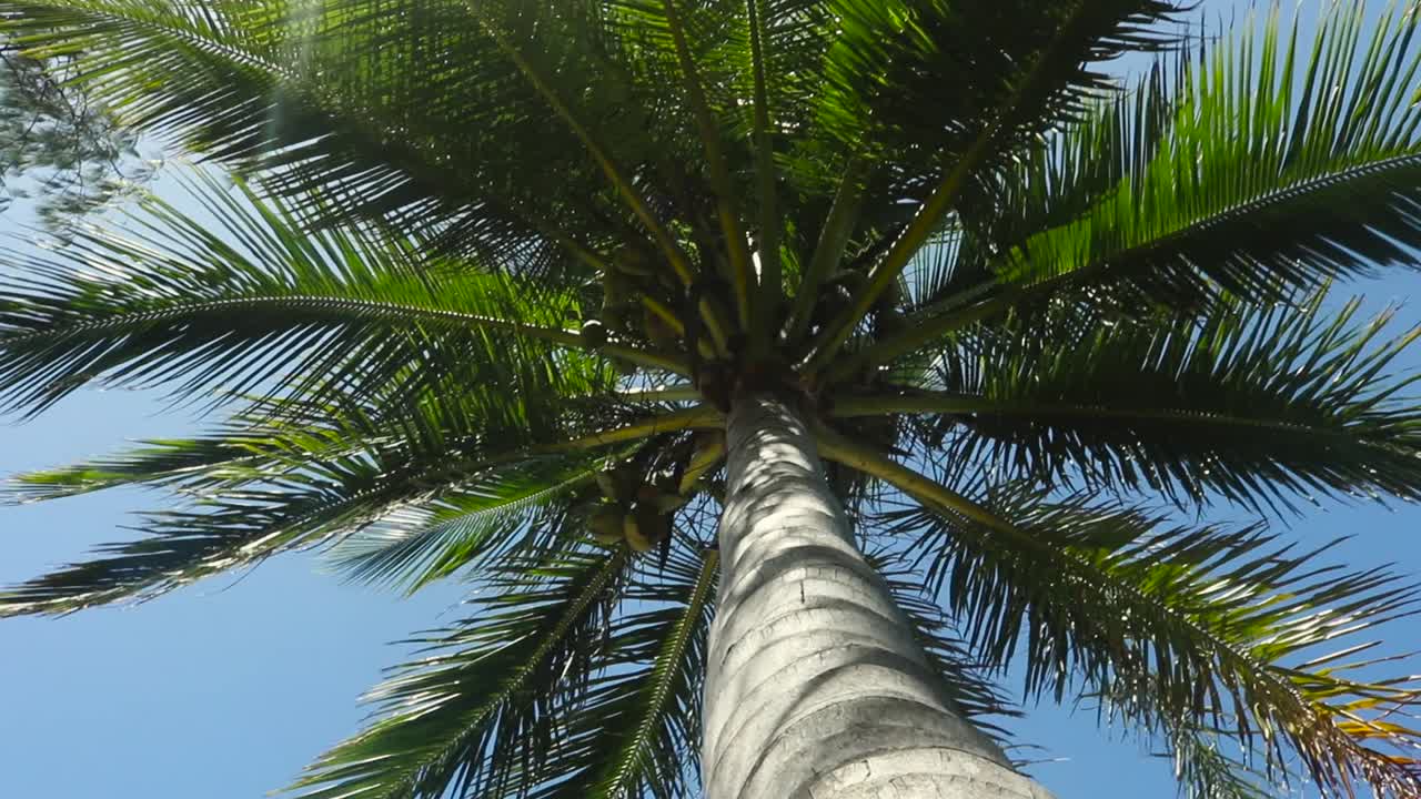 Low angle view of a palm tree with palms blowing in the wind under a beautiful blue sky