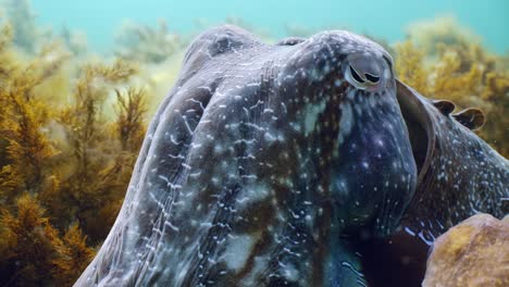 Giant-Australian-Cuttlefish-Sepia-apama-Migration-Whyalla-South-Australia-4k-slow-motion,-mating,-laying-eggs,-fighting,-aggregation,-underwater