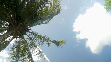 low-angle shot of palmtree and sky