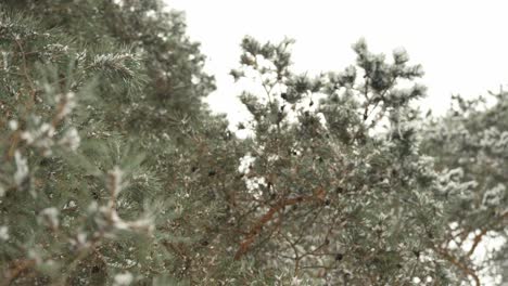 rural scene of snow on green trees in wild nature