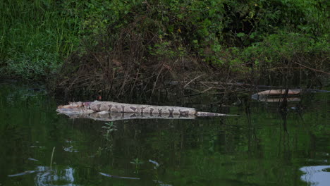 Dead Indian python floating in the Kabini River during an evening boat safari