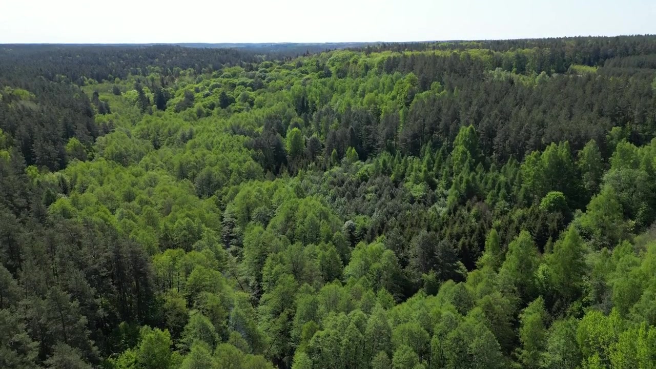 Aerial View Flying Over Green Forest Tree Tops in Summer