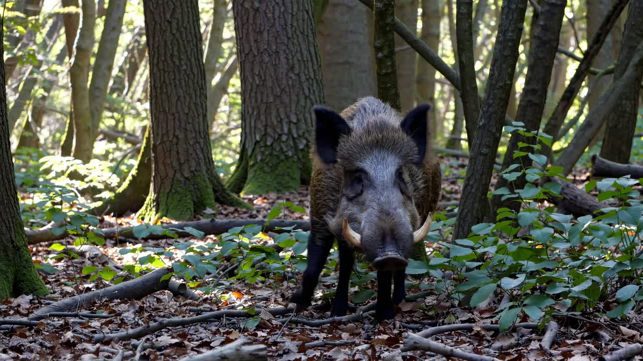 Close-up, eye-level shot of a wild boar in a forest, showcasing natural habitat