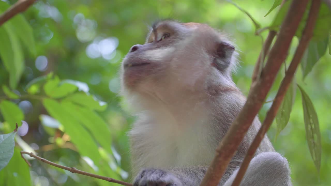 macaco de cola larga comiendo hojas de flores de árbol en la jungla