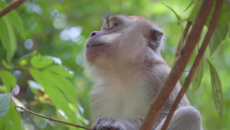 macaco de cola larga comiendo hojas de flores de árbol en la jungla