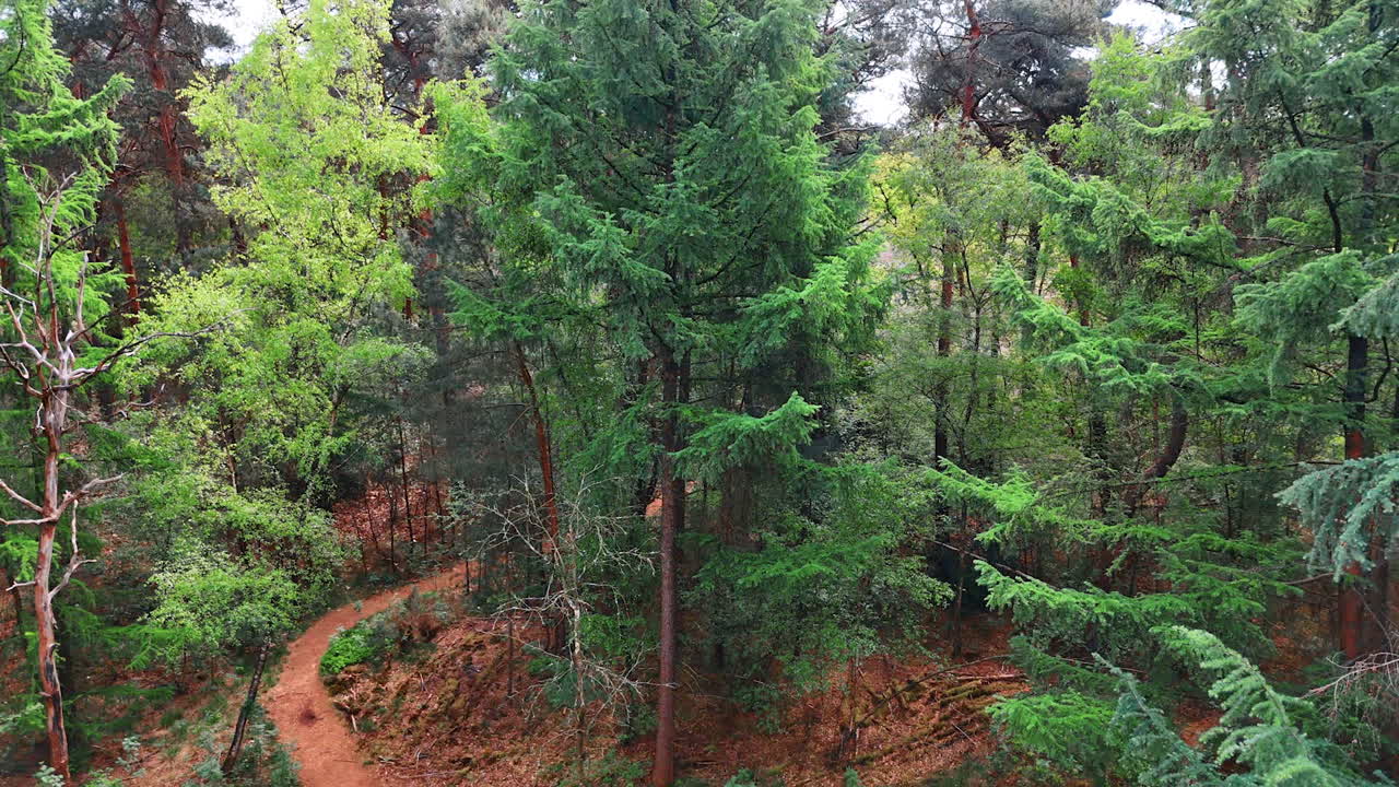 A trail in the forest with prevailing pine trees. Rising above the woods on a dry summer season.