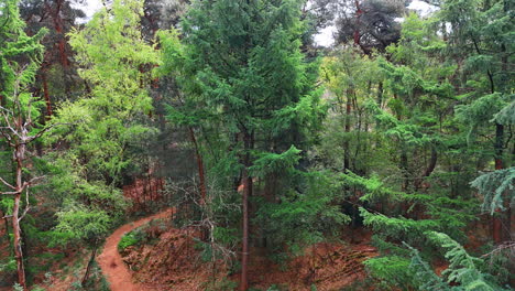 a trail in the forest with prevailing pine trees. rising above the woods on a dry summer season.