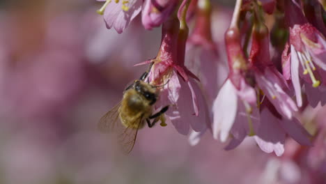 Honey-Bee-in-wilderness-pollinating-pink-blooming-flower-during-sunny-day-in-summer,-macro-close-up