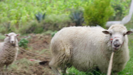 panning-shot-of-sheep-in-the-field