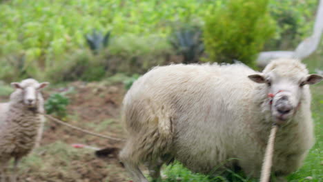 panning shot of sheep in the field