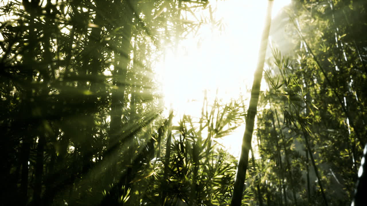 зеленый бамбук в тумане с стеблями и листьями