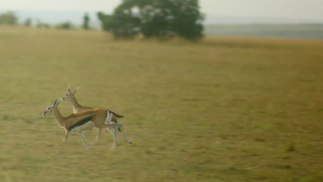 Ein-Paar-Thomson-Gazellen-Galoppiert-über-Die-Serengeti,-Während-Die-Kamera-Folgt