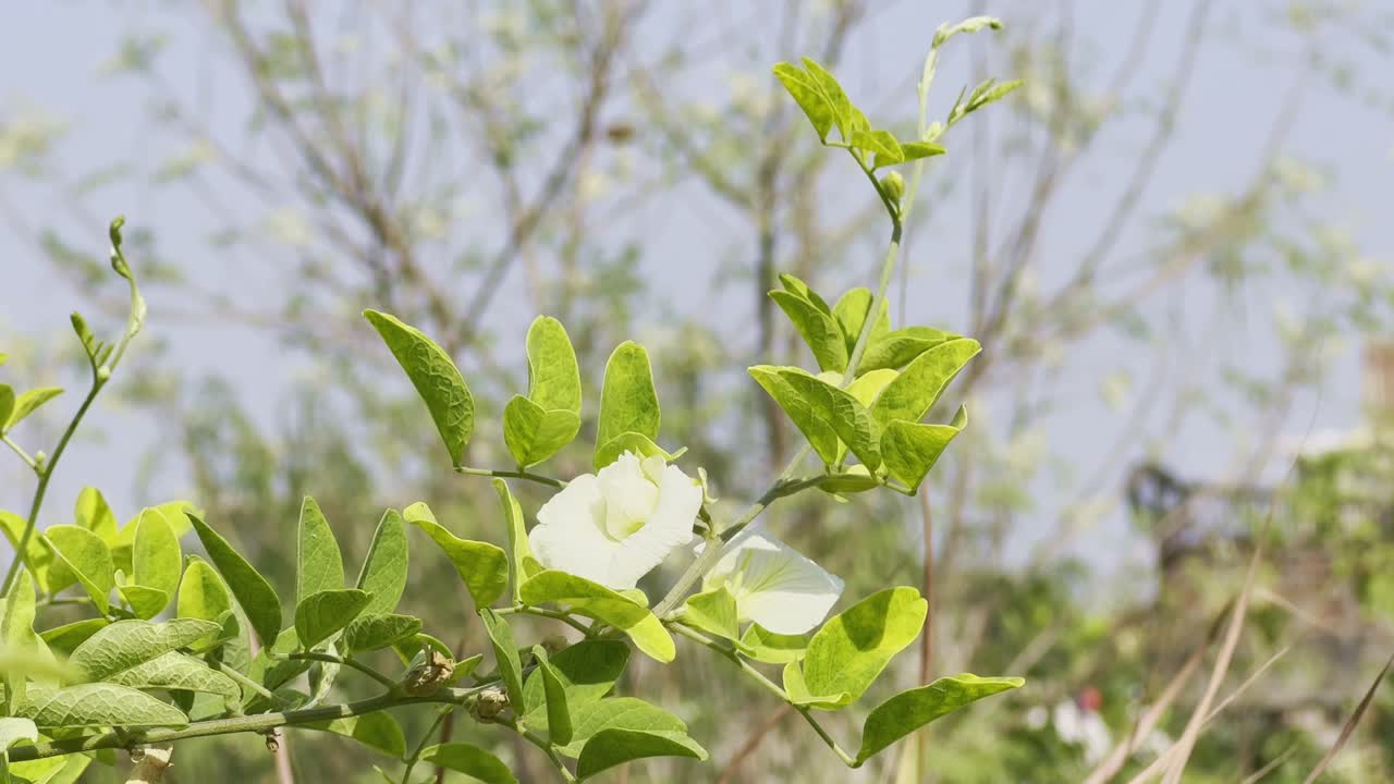 Closeup of a white Aparajita flower blooming in the garden surrounded by lush green leaves and stems, set against a blurred background
