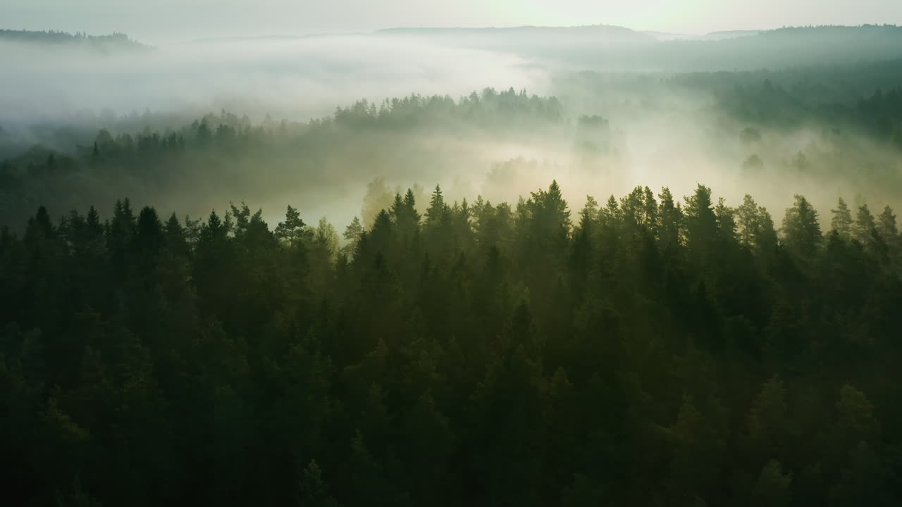 Misty forest scene, aerial shot of sun rays filtering through cloudy treetops