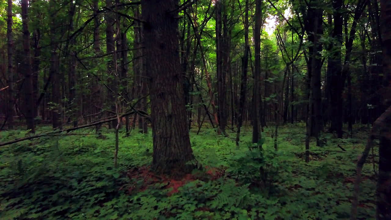영화 공중 드론 천천히 뒤로 천천히 슬라이더 북 미시간 밀집한 녹색 숲 나중에 오후 독 아이비 오크 레드 우드 평화 자연 하이킹 자전거 트레일 페토스키 하버 스프링스 매키노