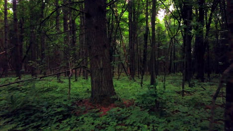 drone aéreo cinematográfico lentamente hacia atrás en cámara lenta deslizador hacia el norte de michigan denso bosque verde más tarde por la tarde hiedra venenosa robles madera roja paz naturaleza caminata en bicicleta senderos petoskey harbor springs mackinaw