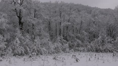 Verschneiter-Wald.-Eine-Frische-Winterlandschaft