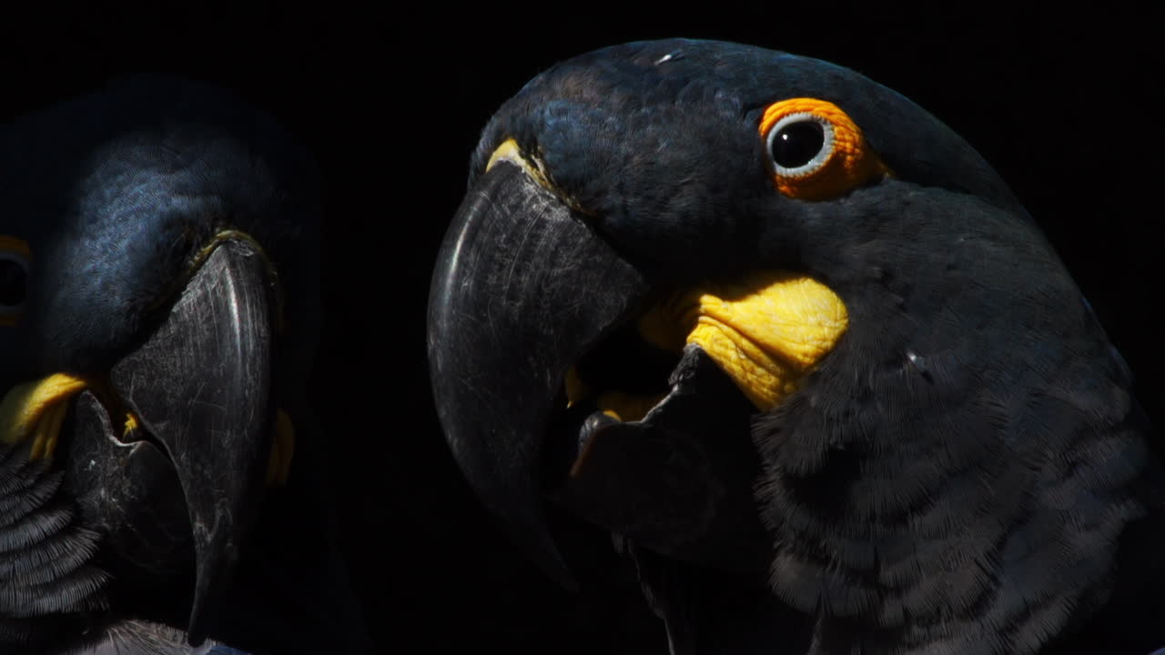 리어의 푸른 잉꼬가 배경에 있는 다른 잉꼬와 호흡하는 모습, 브라질 바이아의 샌드소톤 벽