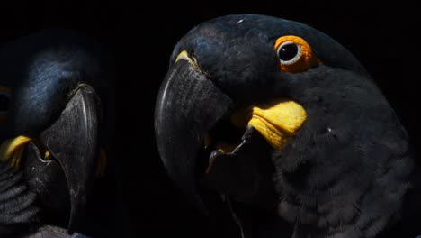 primer plano de una guacamaya azul de lear respirando con otra al fondo, pared de arenisca en bahía, brasil
