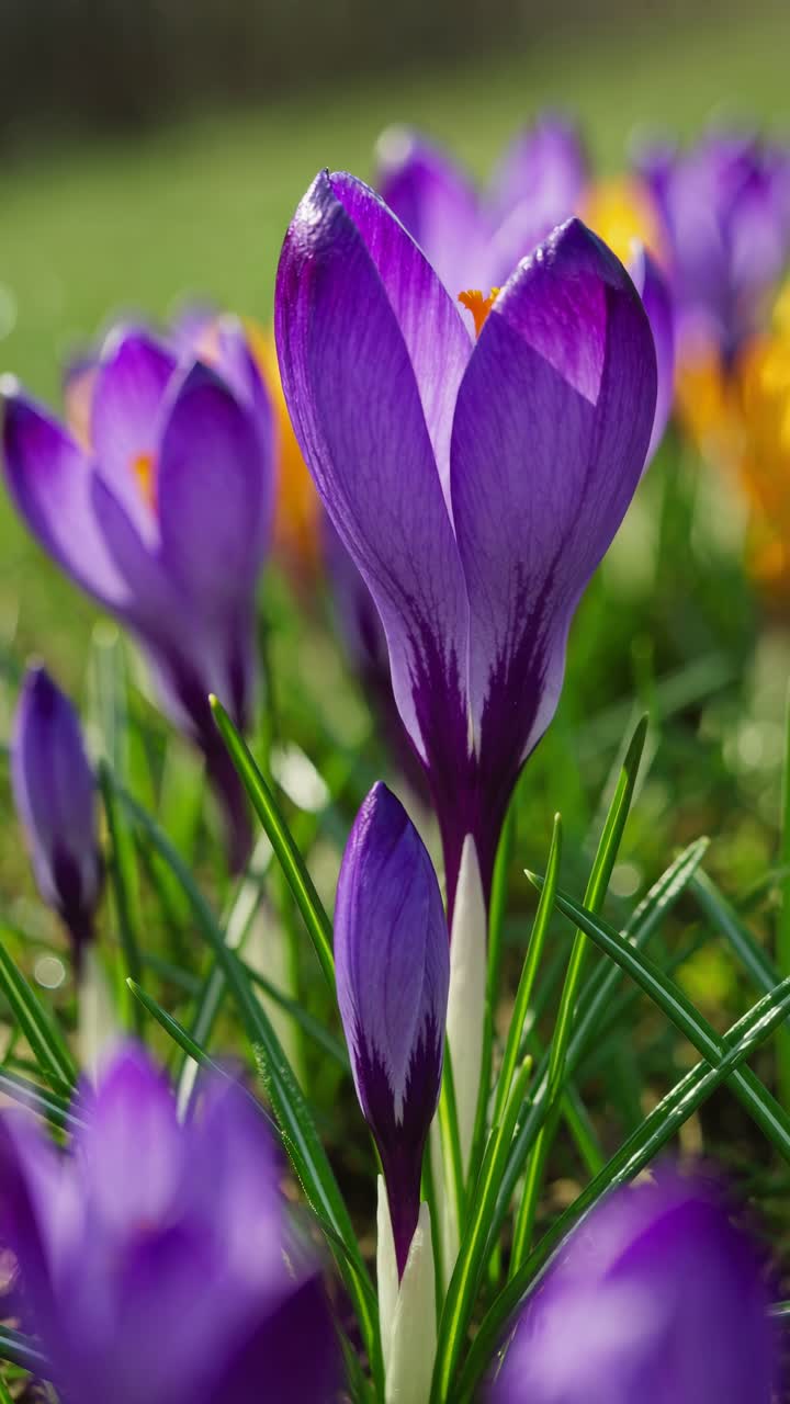 Close-up, low-angle view of vibrant purple and yellow crocuses in a grassy field, creating a lively