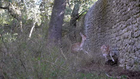 Toma-En-Cámara-Lenta-De-Una-Manada-De-Ciervos-Corriendo-Por-Un-Jardín-En-Un-Castillo-En-Francia