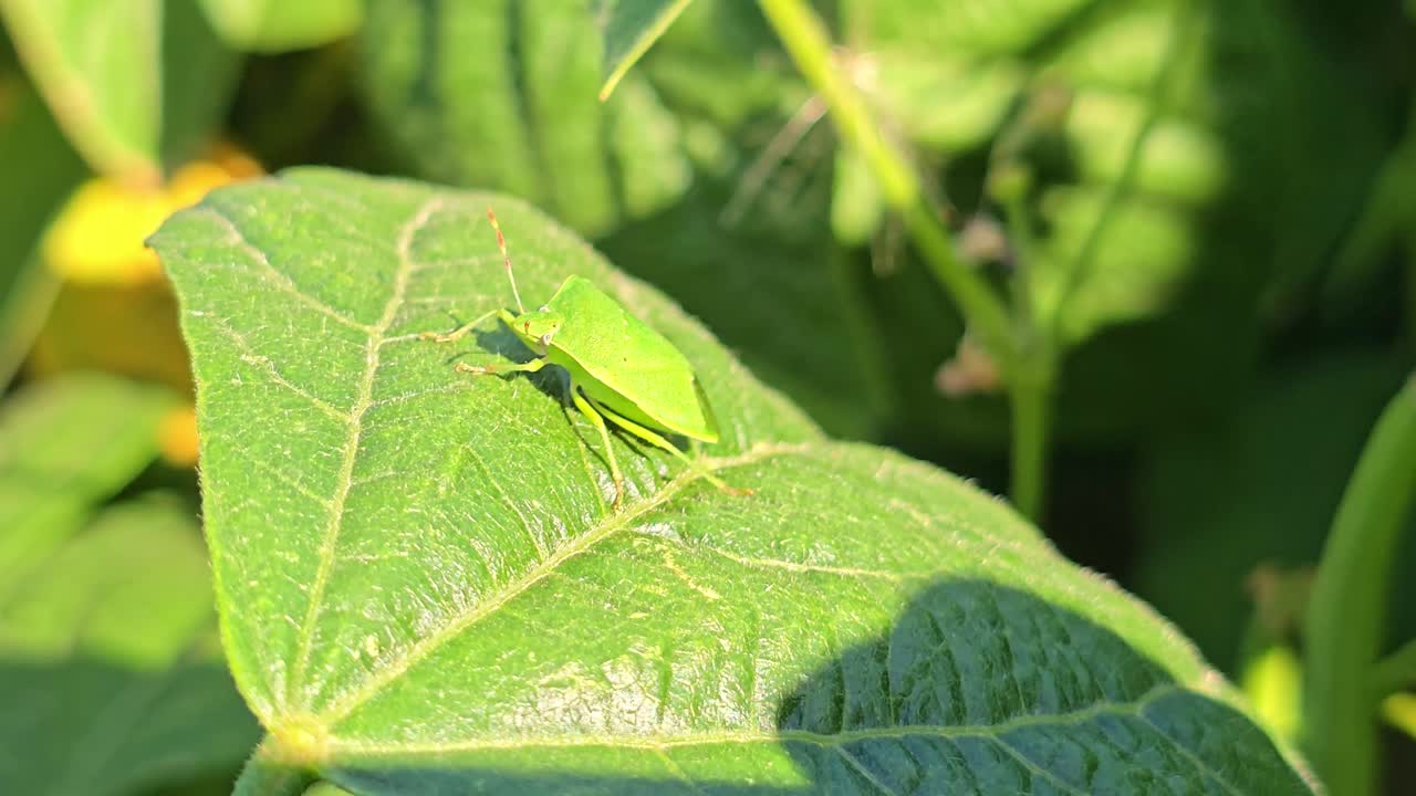 Close up shot of a green stink bug resting on a bean plant leaf with surrounding vegetation visible in the background