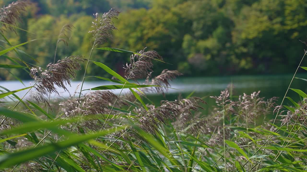 langsomt billede af en sø midt i en skov
