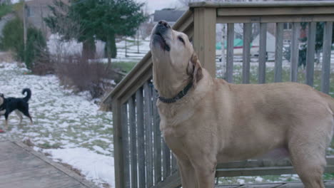 dogs barking outside in the backyard