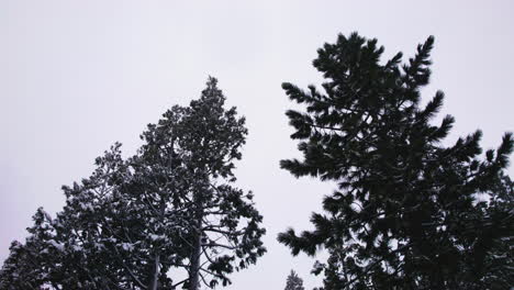 Mirando-Dos-árboles-Mientras-Cae-La-Nieve