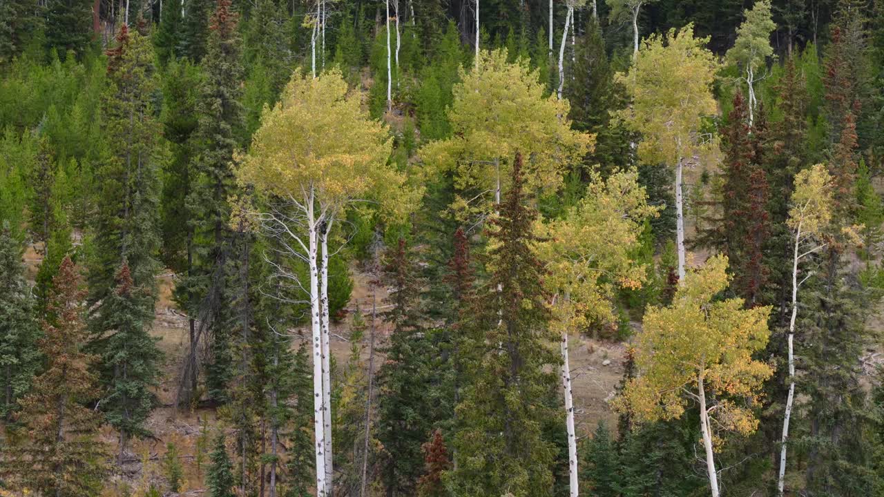 hojas doradas de otoño de árboles de abeto temblorosos en un bosque mixto a lo largo de la autopista coquihalla, columbia británica: una cautivadora toma de zoom de 70 mm del dron