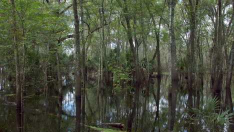 beautiful outdoors rural and peaceful forest landscape at lettuce lake