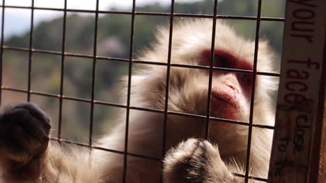 monkey is fed apples in japan