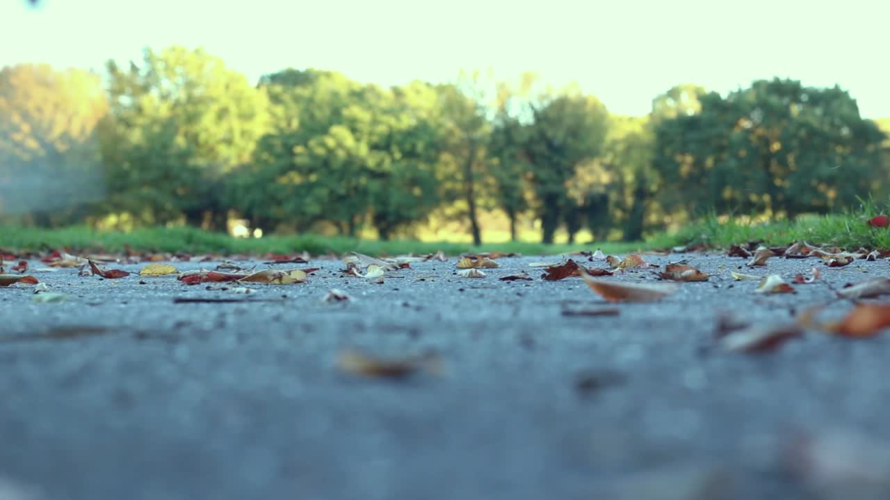 공원 주변을 킁킁거리는 행복한 개