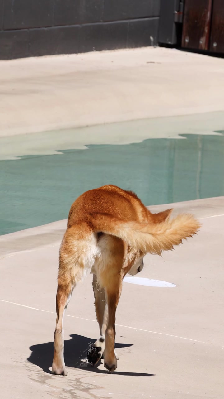 A ginger dingo walks away from the camera on a sunny day in an enclosure