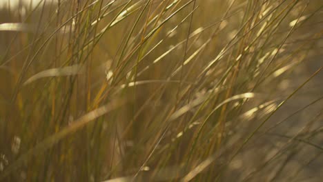 close up of beach grass in beautiful golden evening light, rack focus