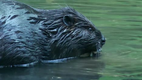 close up view of beaver gnawing chewing on bark in water