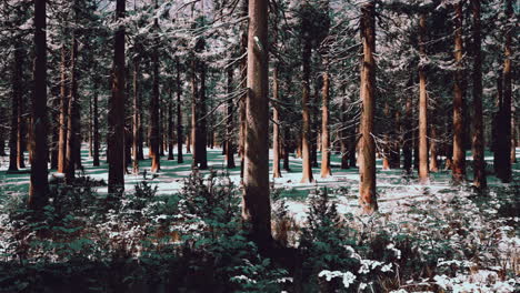 Puesta-De-Sol-O-Amanecer-En-El-Bosque-De-Pinos-De-Invierno-Cubierto-De-Nieve