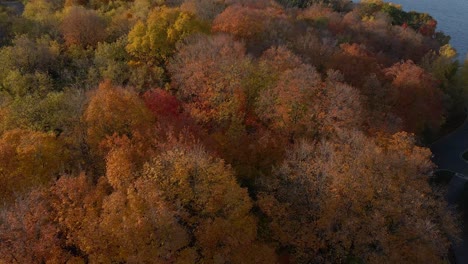 Orange-leaves-during-fall-in-North-America,-beautiful-autumn-colors-red,-orange,-yellow