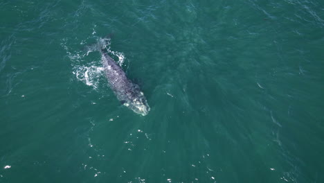 Cría-De-Ballena-Franca-Nadando-Sola,-Coloración-Atigrado,-Drone-Sobre-La-Cabeza