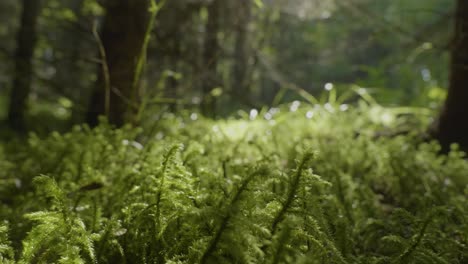 forest floor moss close up