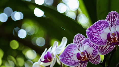 close-up of purple and white orchids with a bokeh background