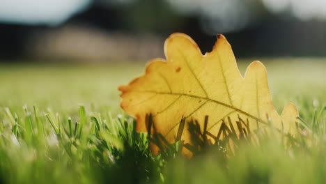 yellow oak leaf lies on green grass